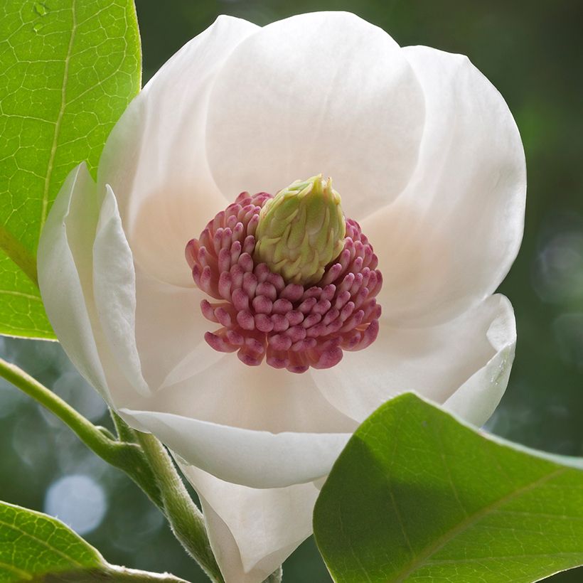 Magnolia sieboldii Colossus (Floraison)