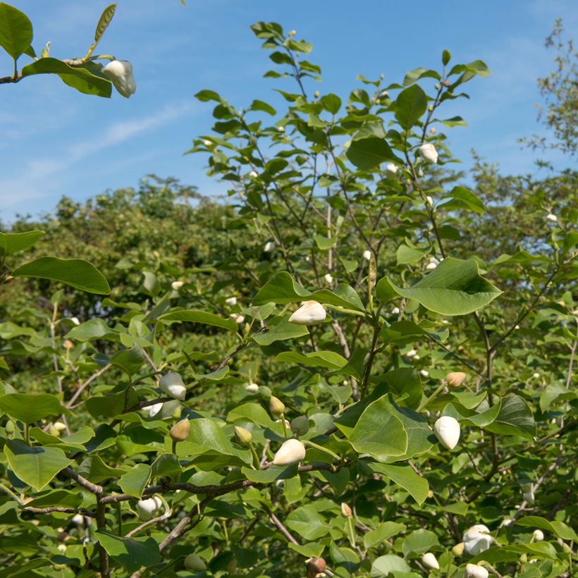 Magnolia sieboldii Colossus (Port)