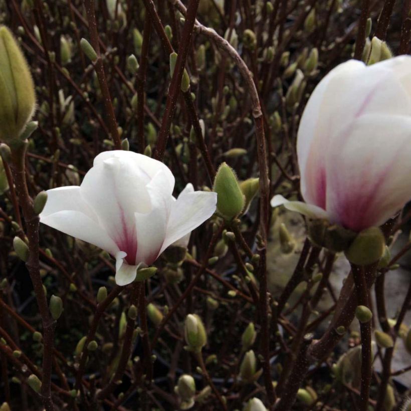 Magnolia soulangeana Alba Superba (Floraison)