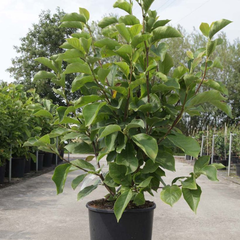Magnolia soulangeana Alba Superba (Port)