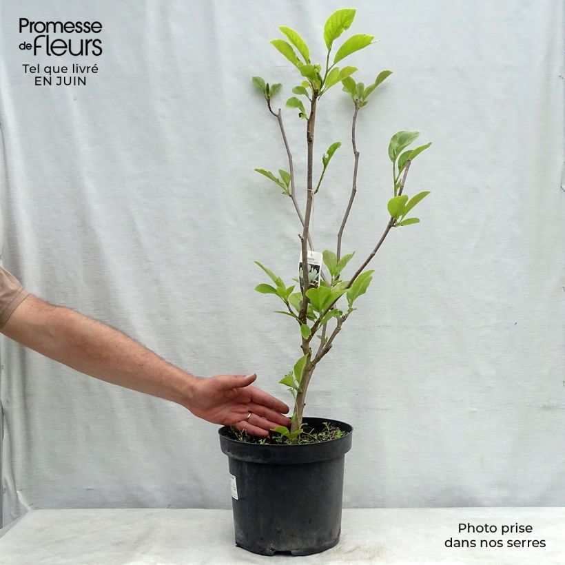 Spécimen de Magnolia soulangeana Alba Superba Pot de 6L/7L tel que livré en été