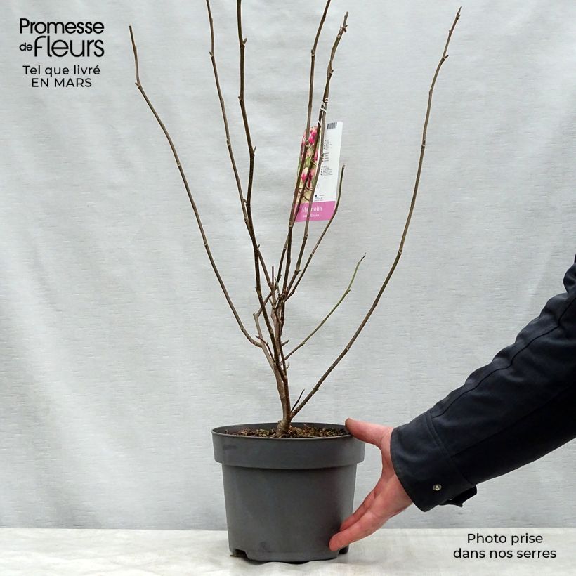 Spécimen de Magnolia soulangeana  - Magnolia de Soulange Pot de 3L/4L tel que livré au printemps