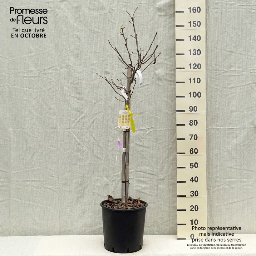 Spécimen de Magnolia stellata - Magnolia étoilé Pot de 18L/20L, Demi-Tige tel que livré en automne