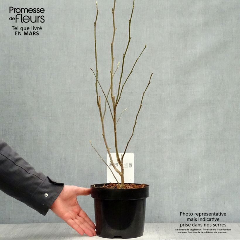 Example of Magnolia stellata Rosea - Magnolia étoilé Pot de 2L/3L as you get in printemps