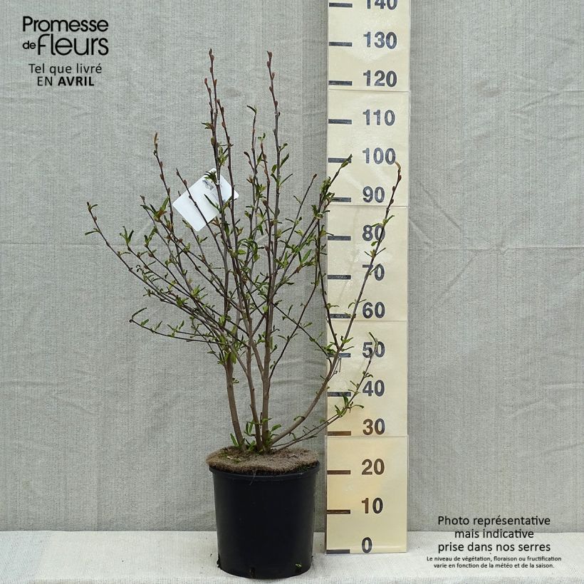 Example of Magnolia stellata Royal Star  - Magnolia étoilé Pot de 12L/15L as you get in printemps