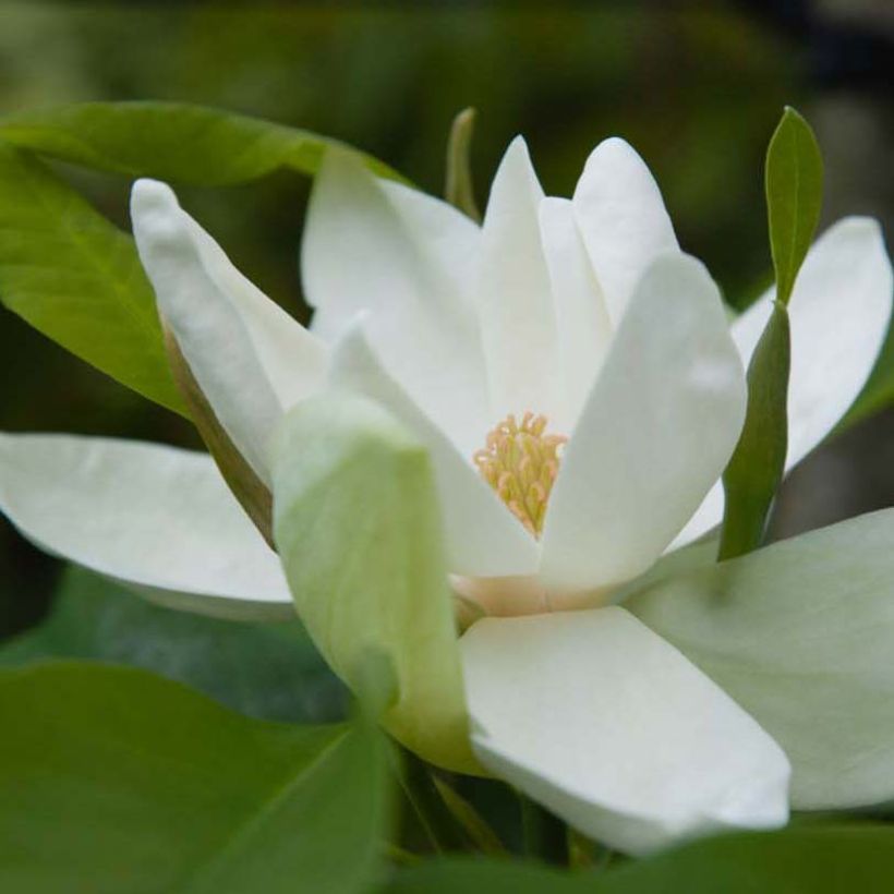 Magnolia thompsoniana (Flowering)