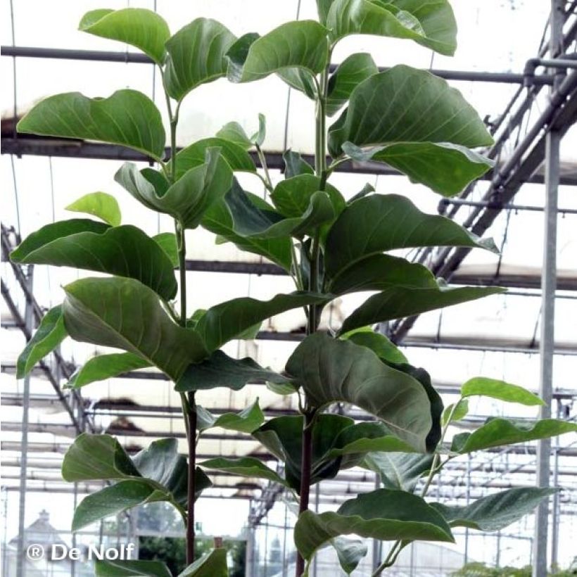 Magnolia loebneri Wildcat (Foliage)