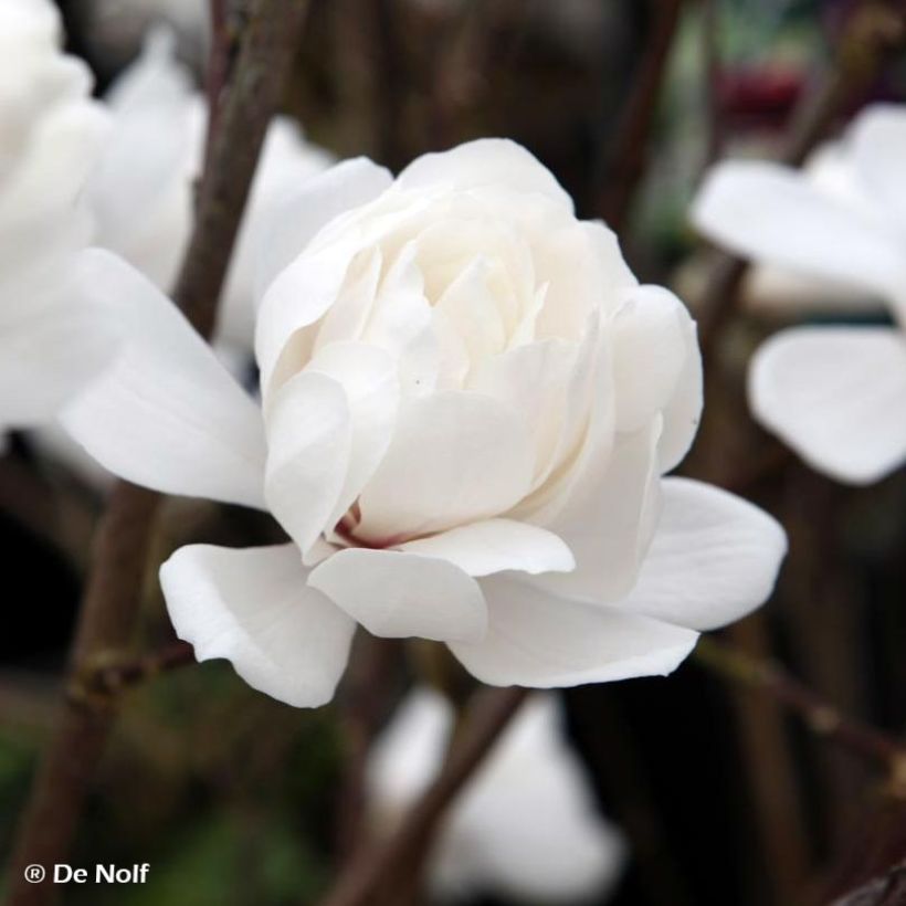 Magnolia loebneri Wildcat (Flowering)
