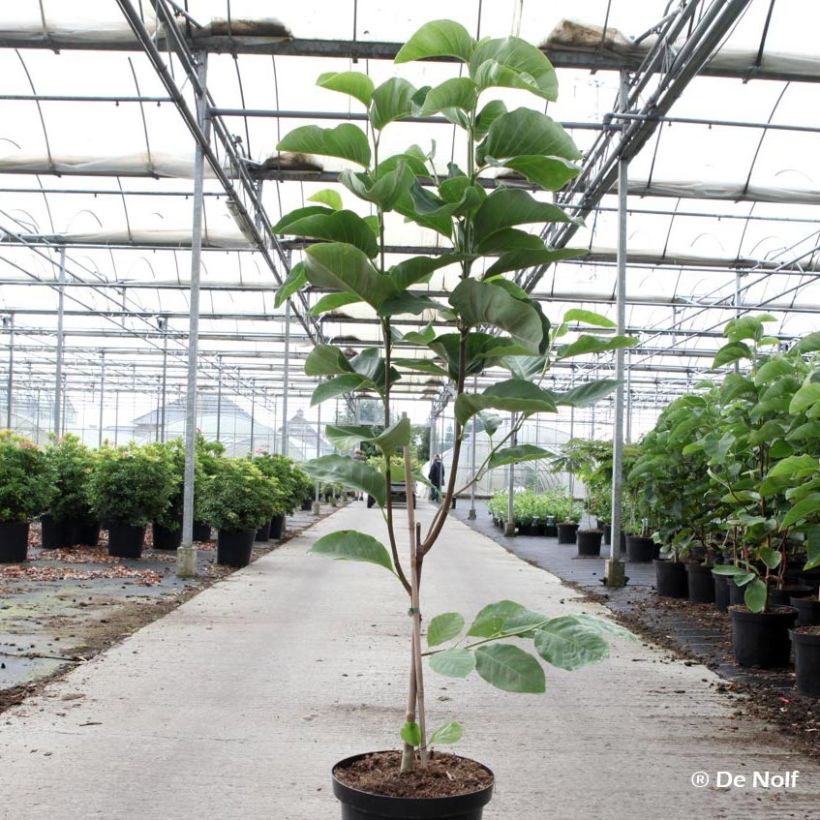 Magnolia loebneri Wildcat (Plant habit)