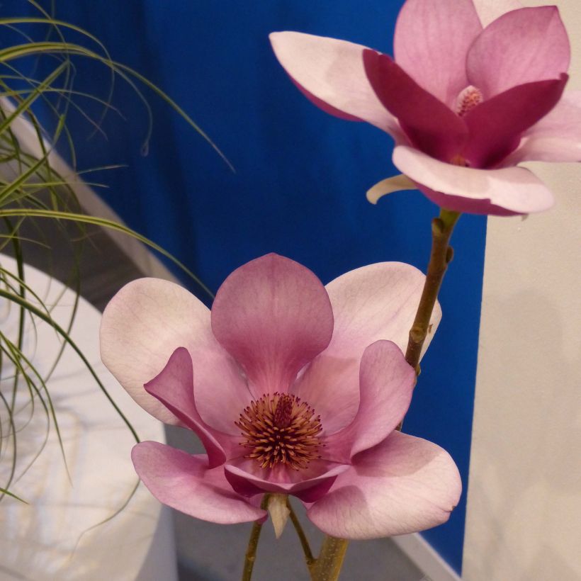Magnolia x soulangeana Cameo  (Flowering)