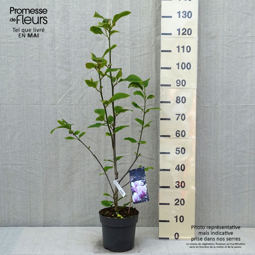Example of Magnolia x soulangeana Cameo  Pot de 4L/5L as you get in printemps