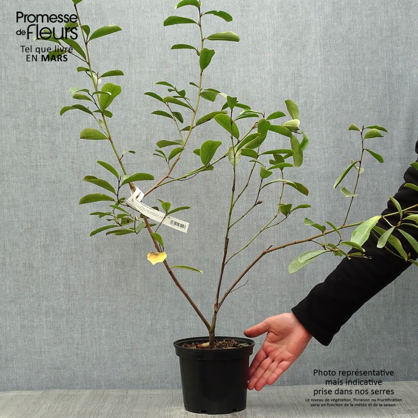 Example of Magnolia yunnanensis - Michelia Pot de 3L/4L as you get in printemps