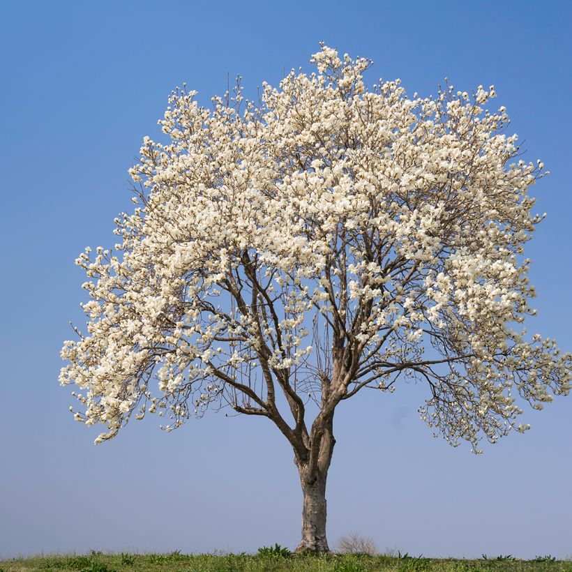 Graines de Magnolia kobus (Port)
