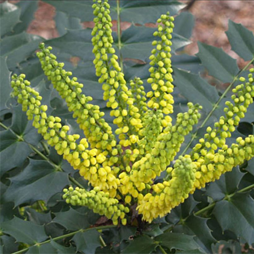 Mahonia Japonica Hivernant (Flowering)