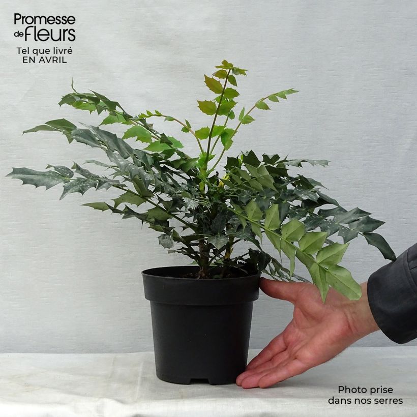 Example of Mahonia (x) media Charity Pot de 2L/3L as you get in printemps