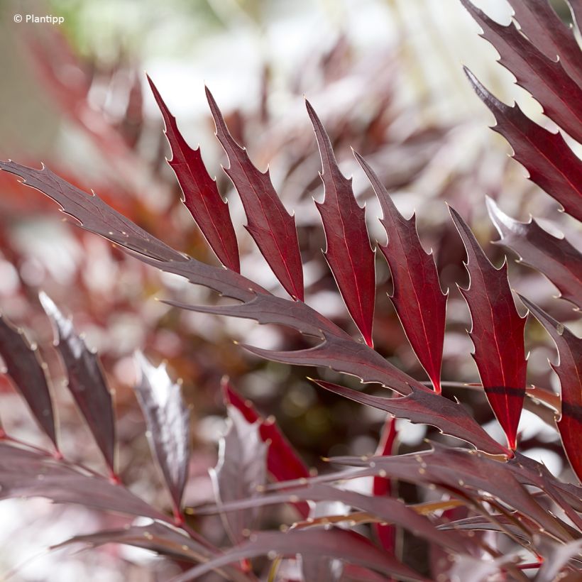 Mahonia Meteor (Foliage)