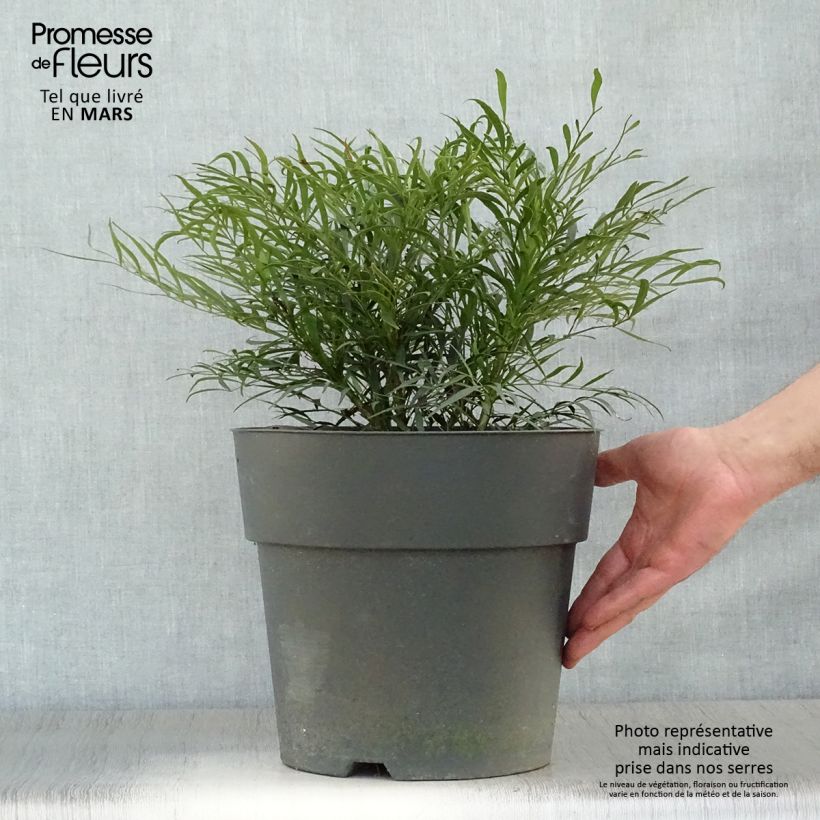 Example of Mahonia Soft Caress - Mahonia hybride Pot de 7,5L/10L as you get in printemps