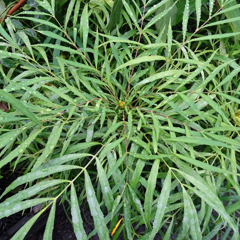 Mahonia Soft Caress - Mahonia hybride (Foliage)