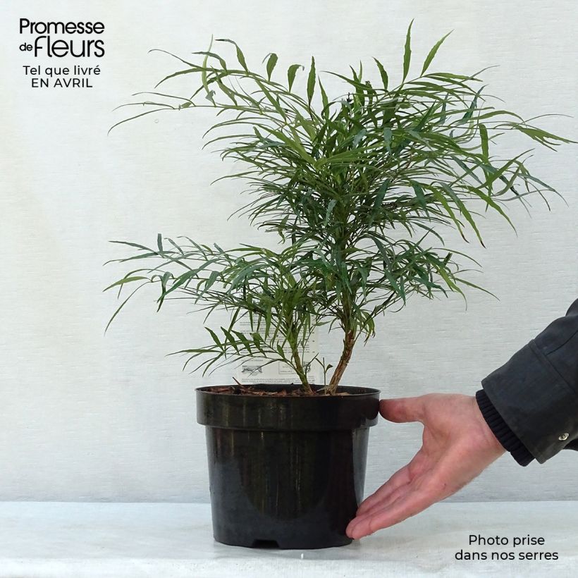 Example of Mahonia Soft Caress - Mahonia hybride Pot de 3L/4L as you get in printemps