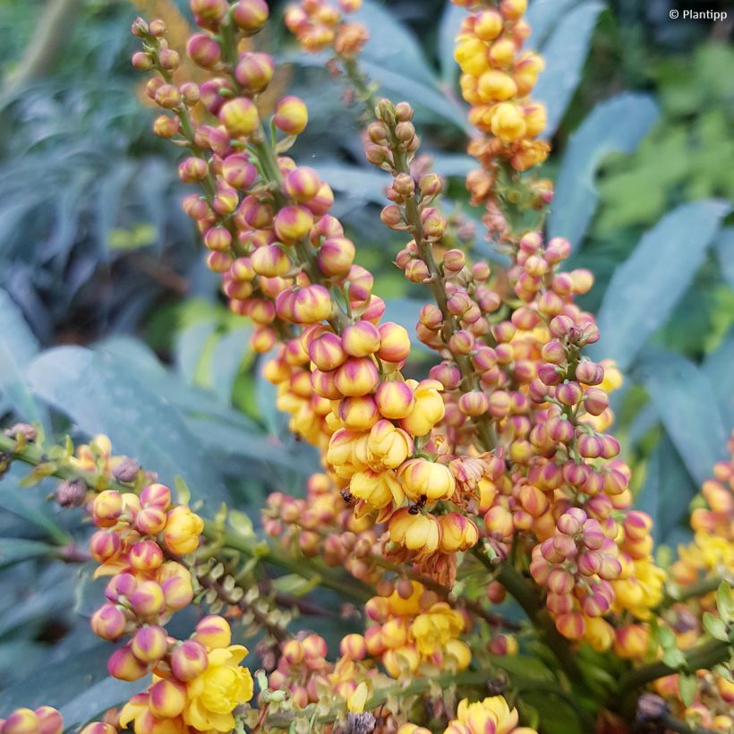 Mahonia Volcano (Flowering)