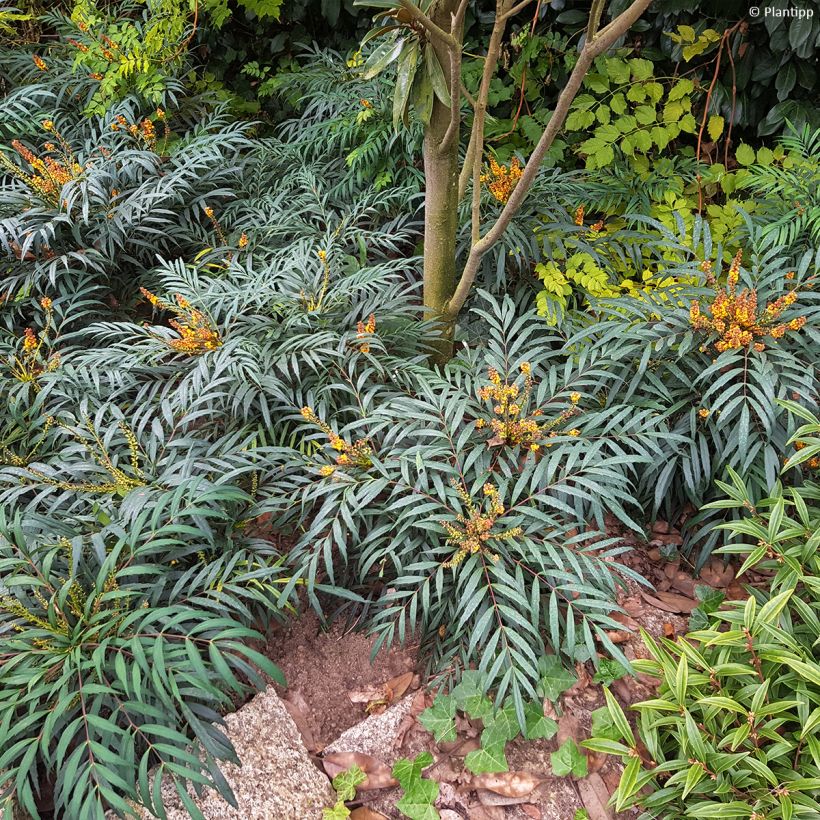 Mahonia Volcano (Plant habit)