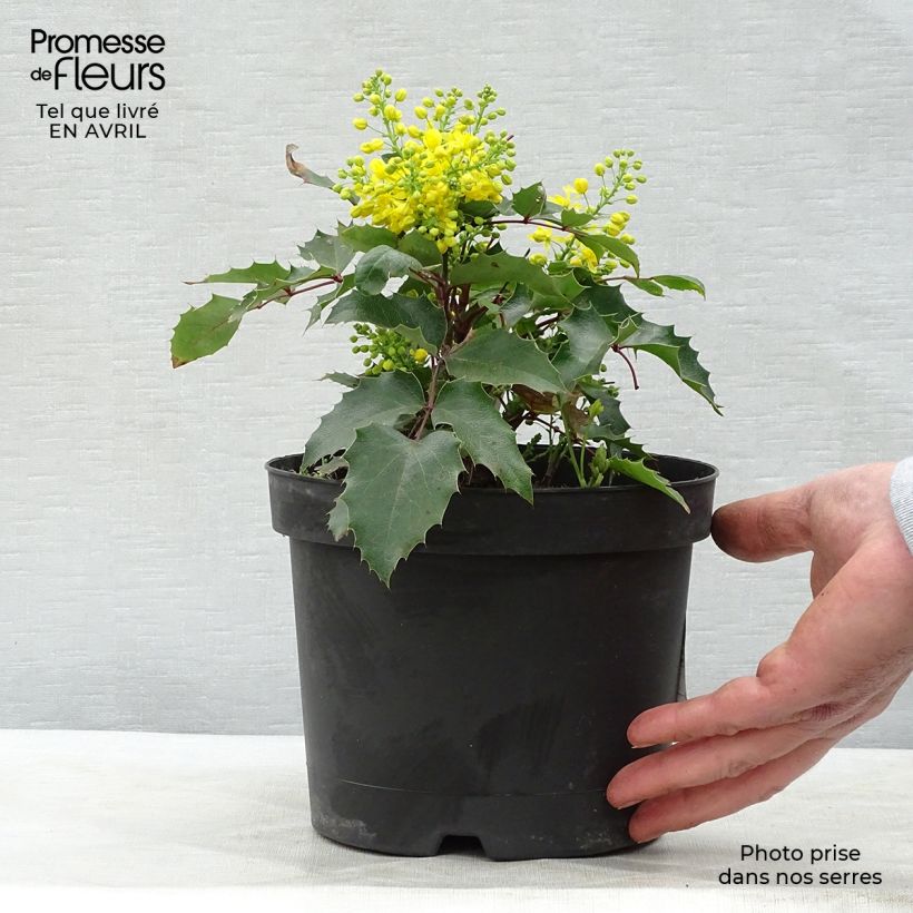 Example of Mahonia aquifolium Apollo Pot de 2L/3L as you get in printemps