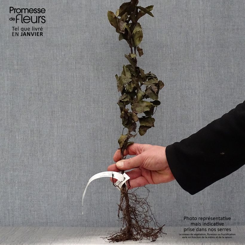 Example of Mahonia aquifolium Racines nues as you get in hiver