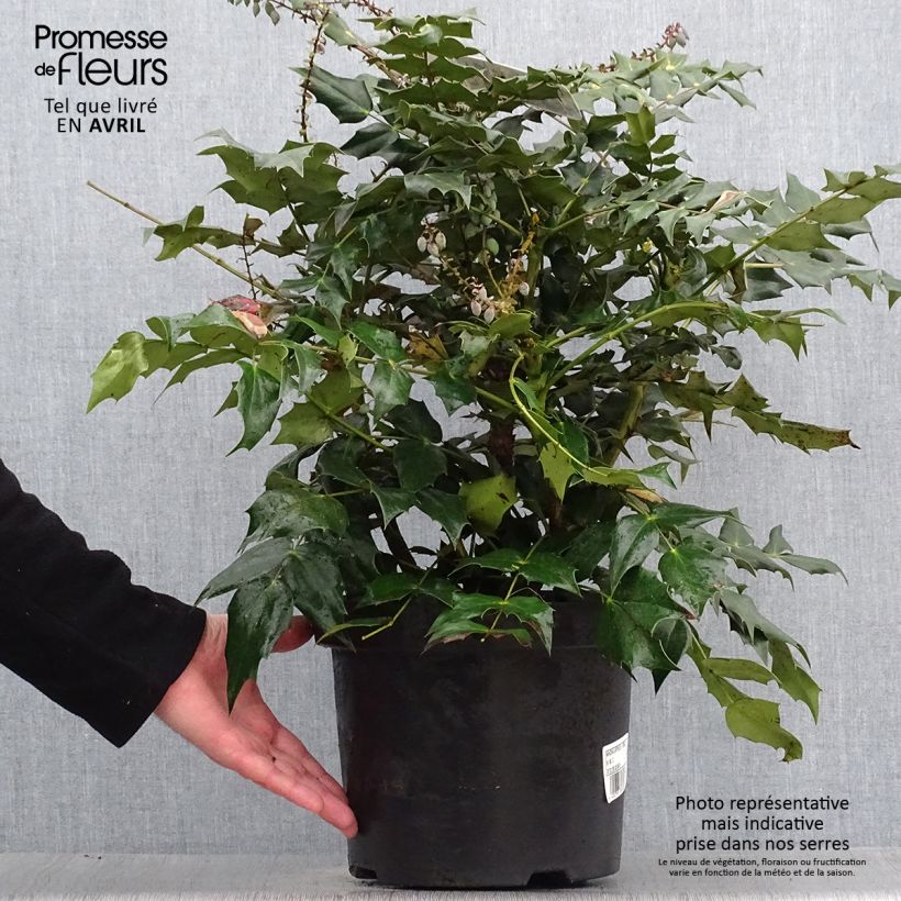 Example of Mahonia Japonica Hivernant Pot de 7,5L/10L as you get in printemps