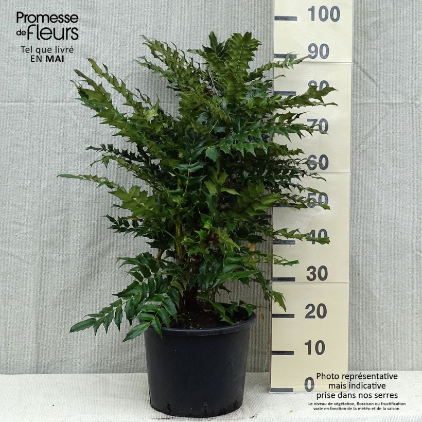 Example of Mahonia media Winter Sun Pot de 7,5L/10L as you get in printemps