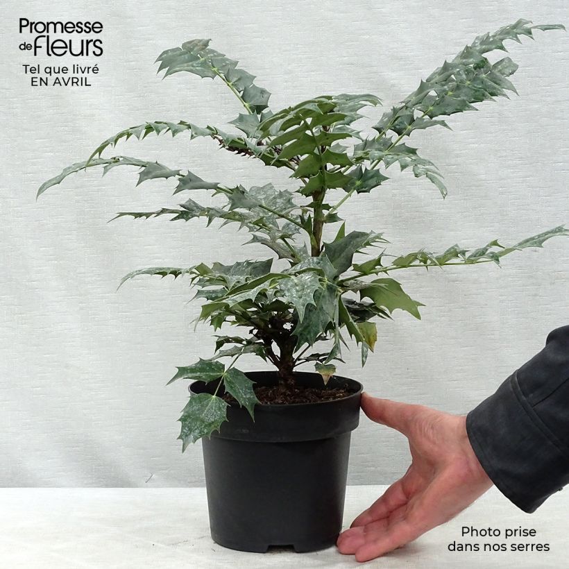 Example of Mahonia media Winter Sun Pot de 2L/3L as you get in printemps