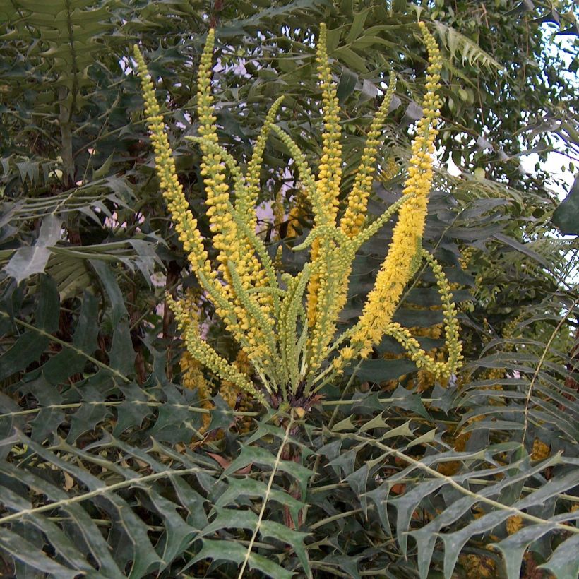 Mahonia oiwakensis subsp. lomariifolia   (Flowering)
