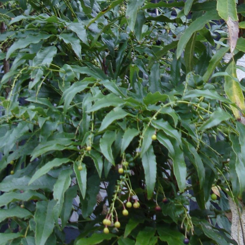 Mahonia russellii - Mahonia de Russel (Foliage)
