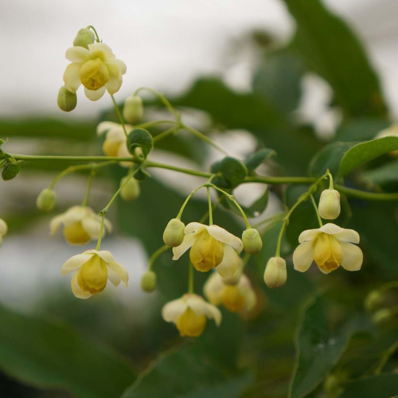 Mahonia russellii - Mahonia de Russel (Flowering)