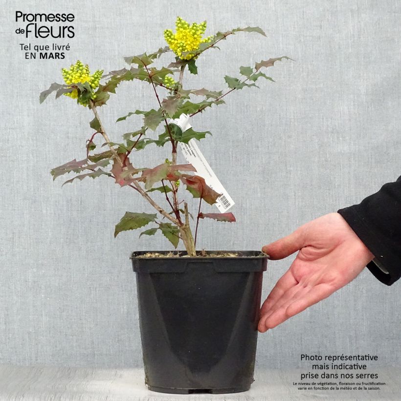 Example of Mahonia (x) wagneri Pinnacle Pot de 4L/5L as you get in printemps