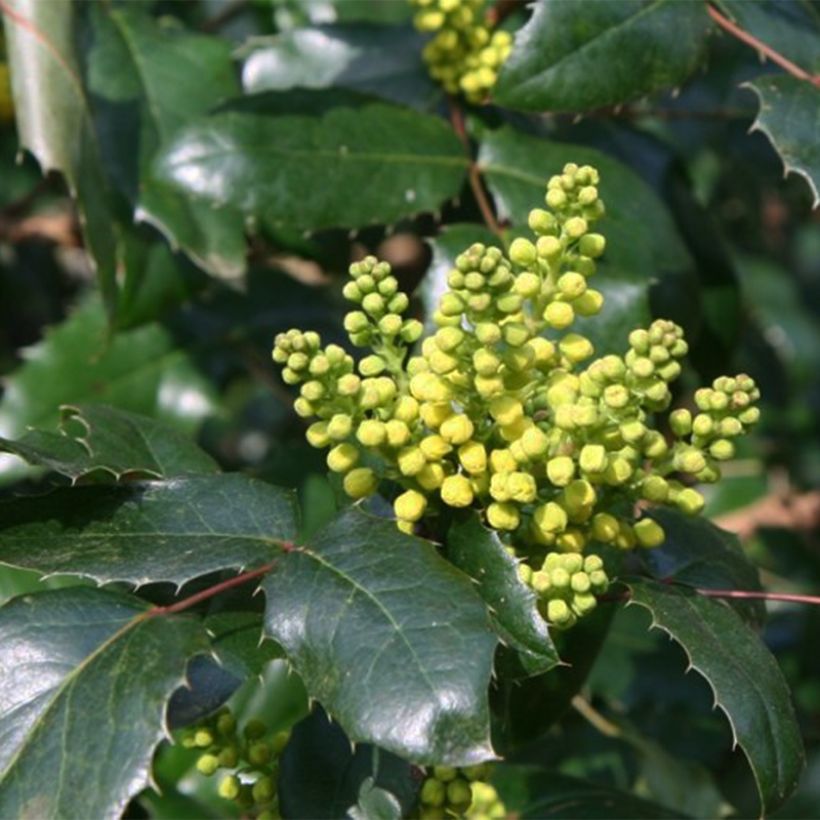 Mahonia (x) wagneri Pinnacle (Flowering)