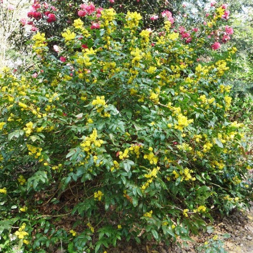 Mahonia (x) wagneri Pinnacle (Plant habit)