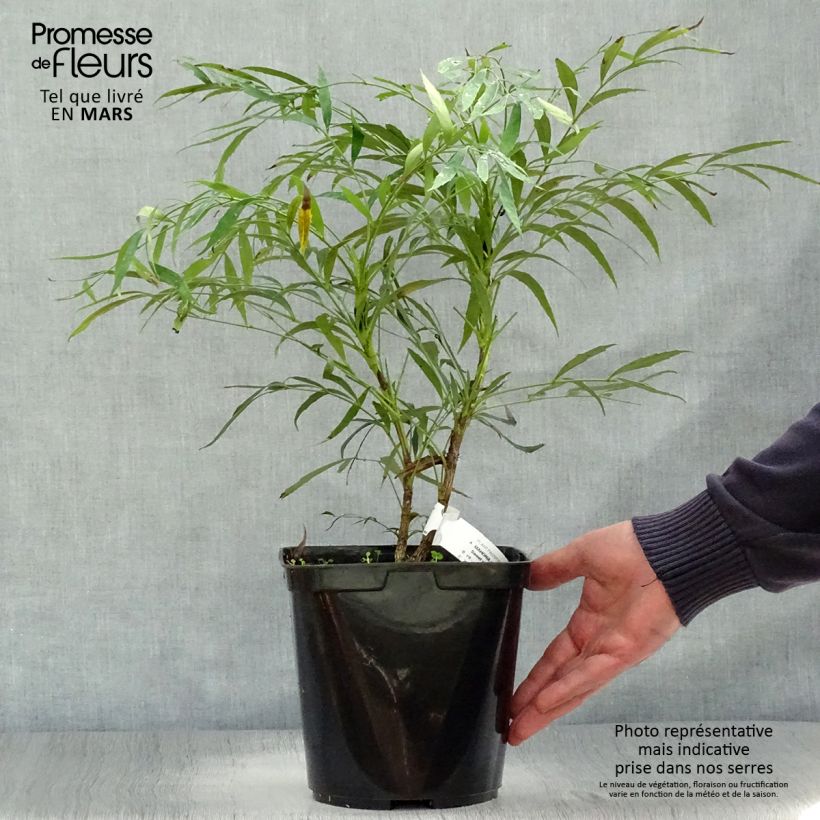 Example of Mahonie à feuilles de houx - Mahonia eurybracteata Sweet Winter Pot de 3L/4L as you get in printemps