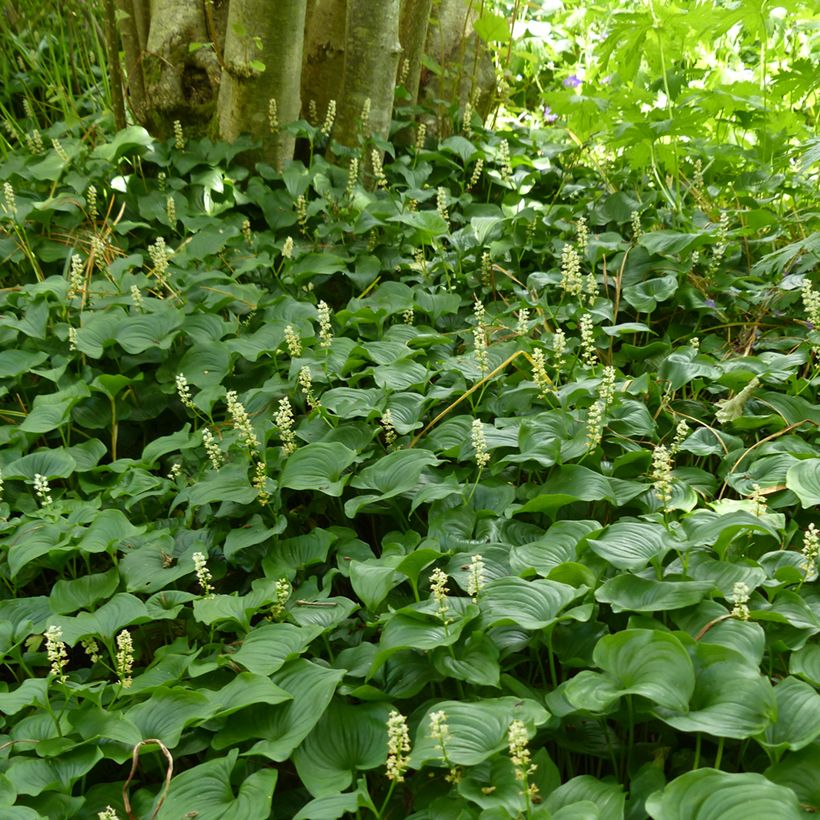 Maianthemum bifolium - Maianthème à deux feuilles (Port)