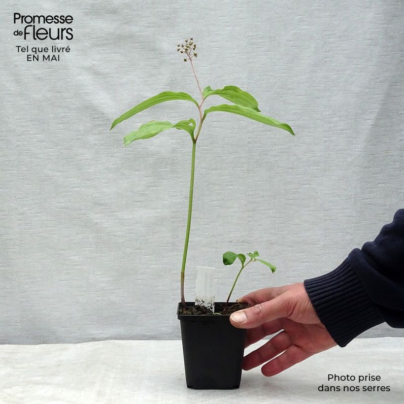 Spécimen de Maianthemum bifolium - Maianthème à deux feuilles Godet de 8/9 cm tel que livré au printemps