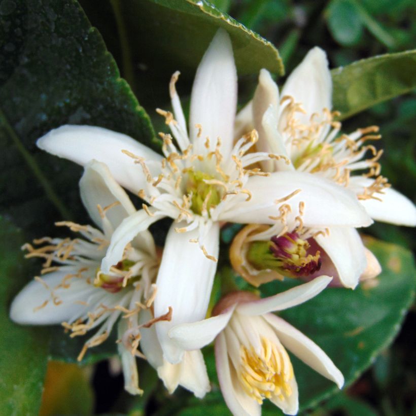 Main de Bouddha - Citrus medica var. sarcodactylis (Flowering)