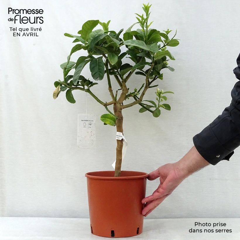 Example of Main de Bouddha - Citrus medica var. sarcodactylis Pot de 4L/5L, 1/4 de tige as you get in printemps