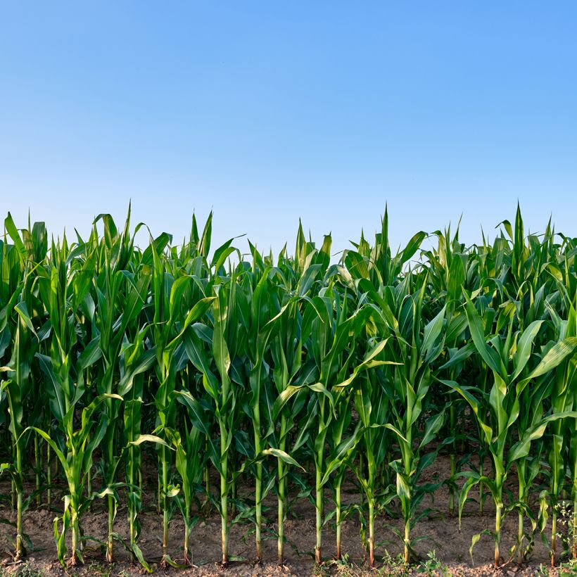 Maïs fourrager - Engrais vert (Port)