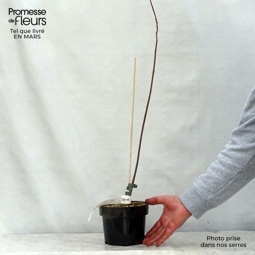 Example of Mallotus japonicus Pot de 2L/3L as you get in printemps