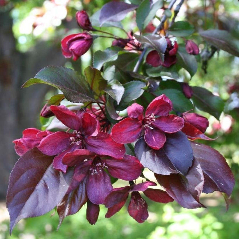 Pommier d'ornement - Malus Royalty (Foliage)