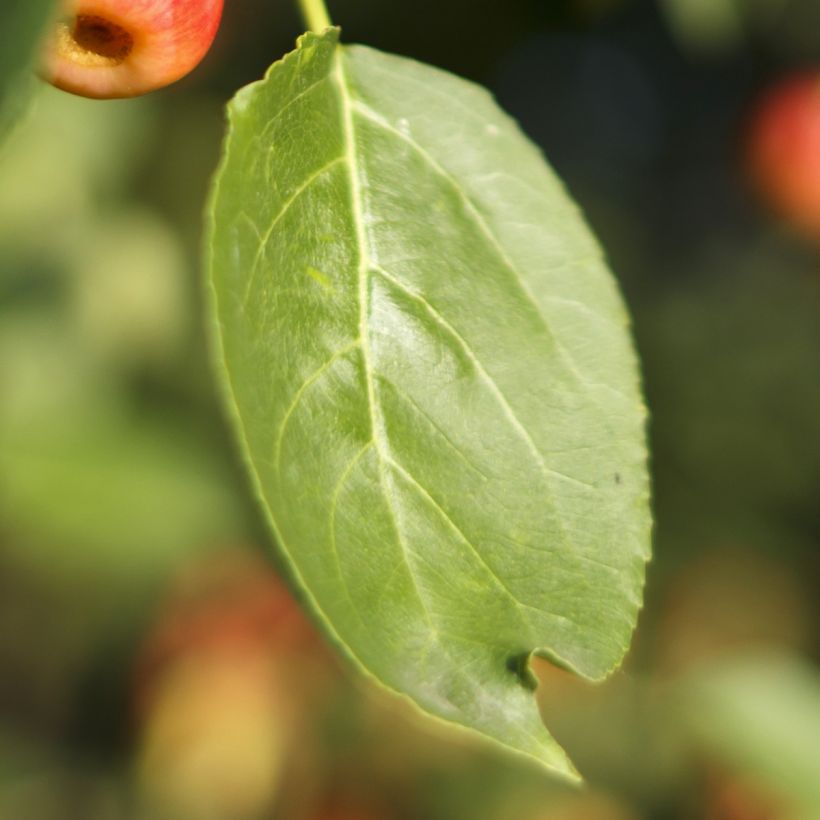 Pommier d'ornement - Malus Red Jewel (Foliage)