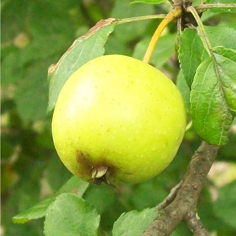 Malus sylvestris - Pommier sauvage (Harvest)