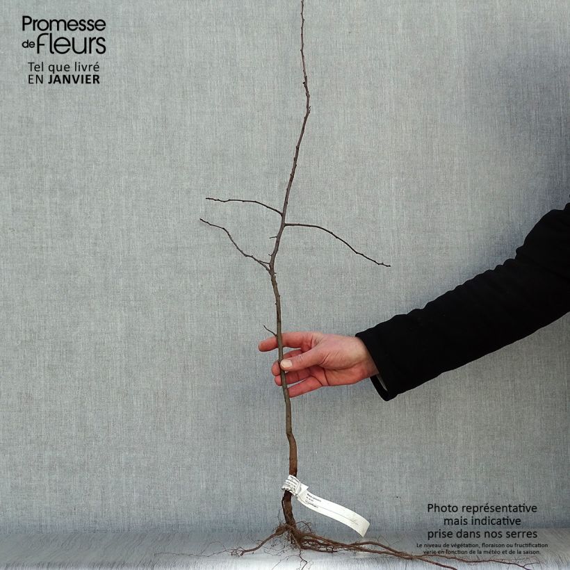 Example of Malus sylvestris - Pommier sauvage Racines nues as you get in hiver