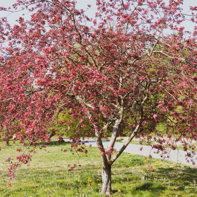 Pommier d'ornement - Malus Coccinella Courtarou (Plant habit)