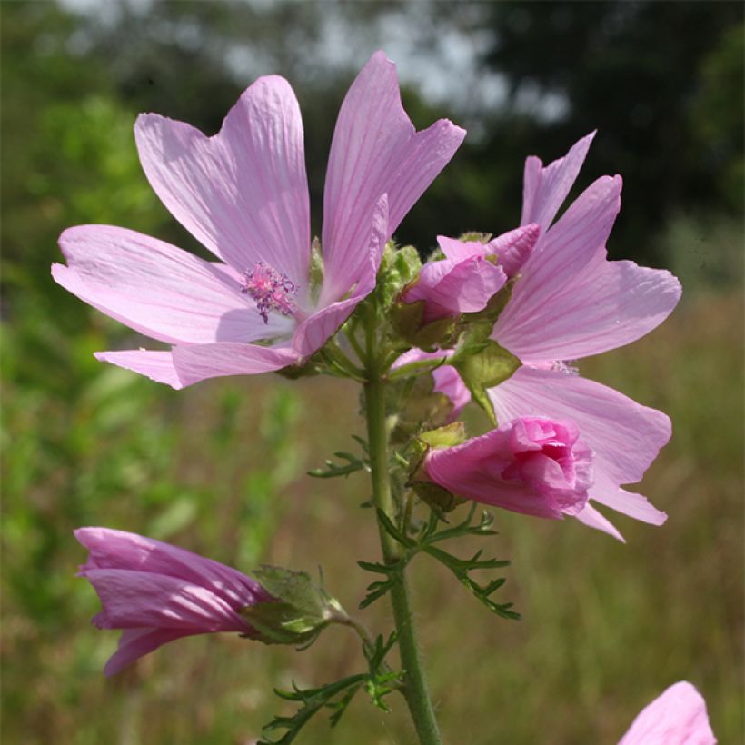 Mauve musquée - Malva moschata Rosea (Flowering)