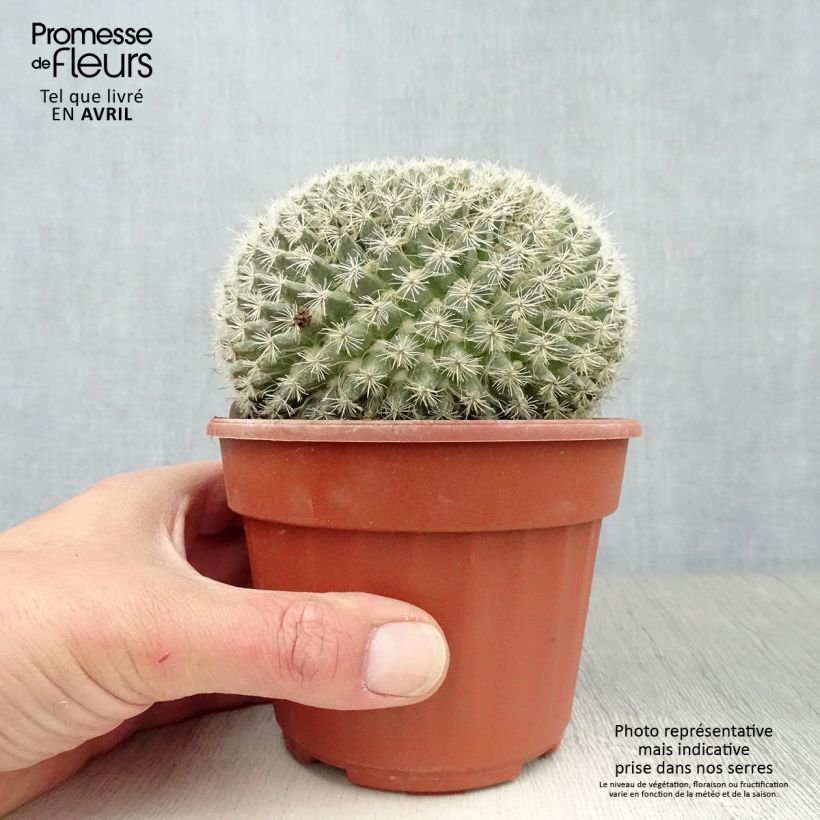 Example of Mammillaria perbella  Pot de 12 cm / 13 cm as you get in printemps
